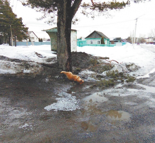 Санитарное состояние города не вызывает вопросов у руководства муниципалитета?